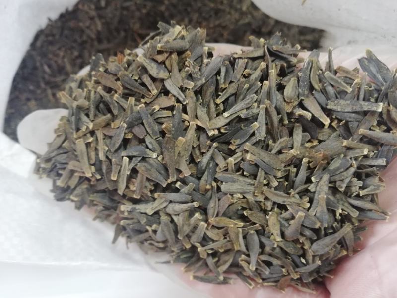 重瓣大丽花种子易活多年生种籽小丽花种子混色绿化庭院阳台花