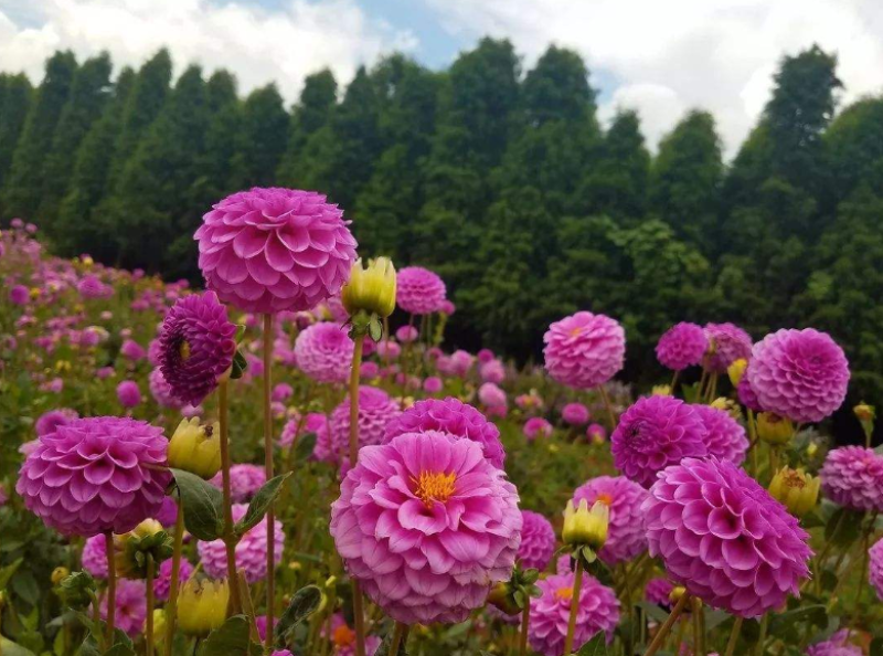 重瓣大丽花种子易活多年生种籽小丽花种子混色绿化庭院阳台花