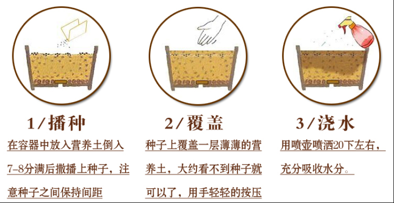 重瓣大丽花种子易活多年生种籽小丽花种子混色绿化庭院阳台花