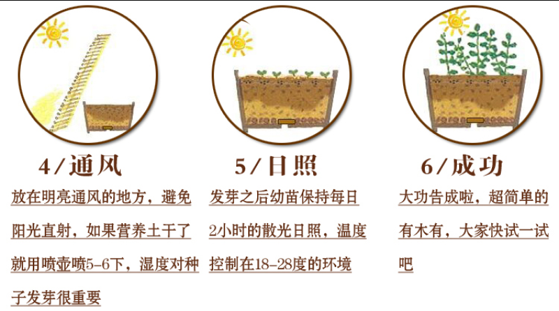 重瓣大丽花种子易活多年生种籽小丽花种子混色绿化庭院阳台花