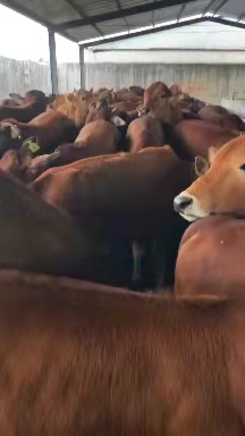 优选犊活牛鲁西黄牛改良黄牛精品杂交肉牛西门塔尔牛商品牛