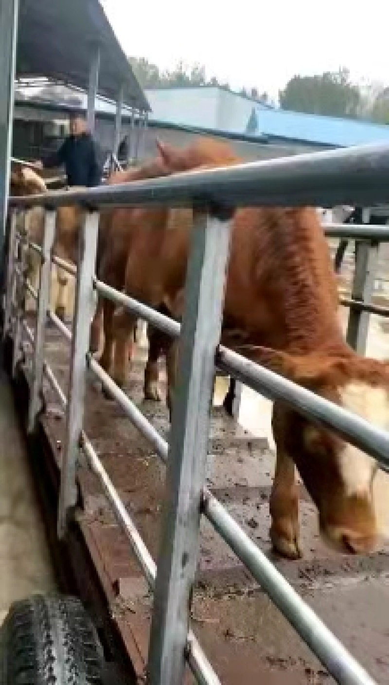 优选犊活牛鲁西黄牛改良黄牛精品杂交肉牛西门塔尔牛商品牛