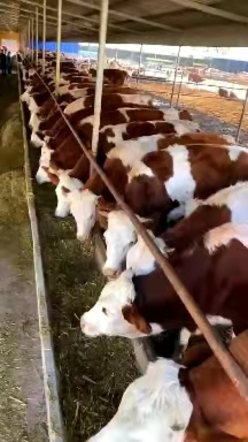 优选犊活牛鲁西黄牛改良黄牛精品杂交肉牛西门塔尔牛商品牛