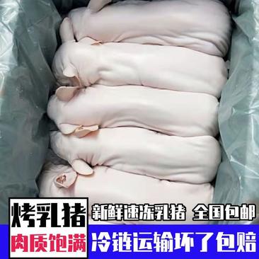 【精品】烤乳猪乳猪新鲜冷冻乳猪厂家直销餐饮专供
