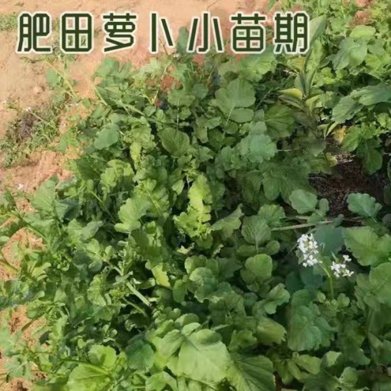 肥田萝卜种子优质天然绿肥种子果树优选品种增肥土壤