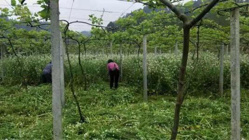 肥田萝卜种子优质天然绿肥种子果树优选品种增肥土壤