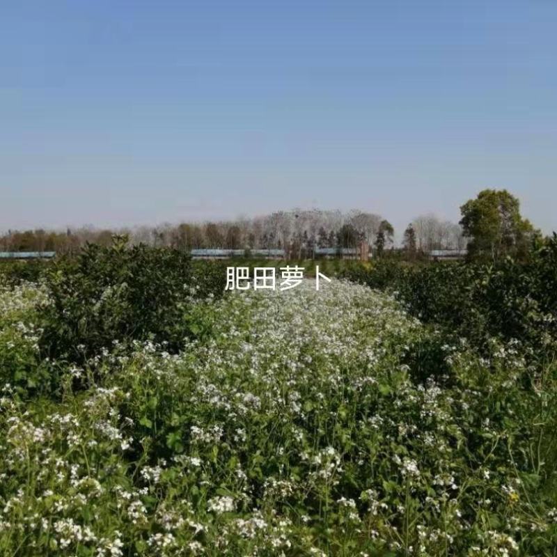 肥田萝卜种子优质天然绿肥种子果树优选品种增肥土壤