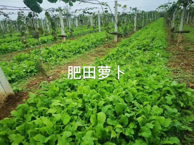 肥田萝卜种子优质天然绿肥种子果树优选品种增肥土壤