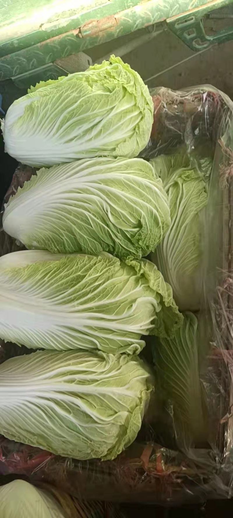 山东白菜大量上市中，有87---14！有纯黄心的秋宝！