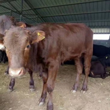 肉牛成品牛优质肉牛犊全国免费运输买10送2包成活包技术