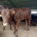 肉牛成品牛优质肉牛犊全国免费运输买10送2包成活包技术