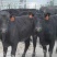 肉牛成品牛优质肉牛犊全国免费运输买10送2包成活包技术