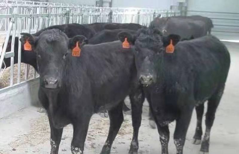 肉牛成品牛优质肉牛犊全国免费运输买10送2包成活包技术