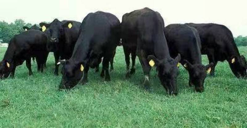 肉牛成品牛优质肉牛犊全国免费运输买10送2包成活包技术