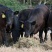 肉牛成品牛优质肉牛犊全国免费运输买10送2包成活包技术