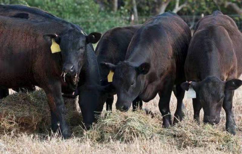 肉牛成品牛优质肉牛犊全国免费运输买10送2包成活包技术