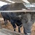 肉牛成品牛优质肉牛犊全国免费运输买10送2包成活包技术
