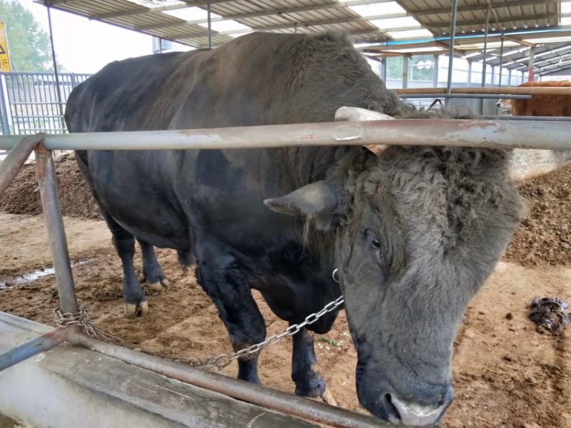 肉牛成品牛优质肉牛犊全国免费运输买10送2包成活包技术