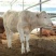 肉牛成品牛优质肉牛犊全国免费运输买10送2包成活包技术