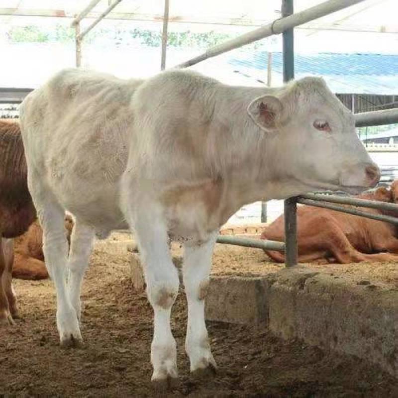 肉牛成品牛优质肉牛犊全国免费运输买10送2包成活包技术