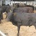 肉牛成品牛优质肉牛犊全国免费运输买10送2包成活包技术