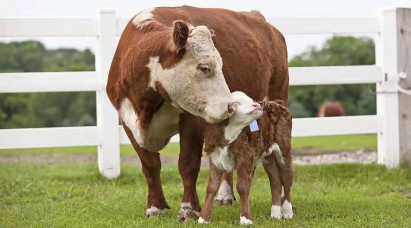 肉牛成品牛优质肉牛犊全国免费运输买10送2包成活包技术