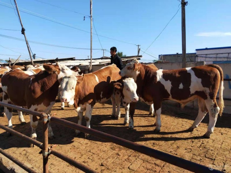 肉牛成品牛优质肉牛犊全国免费运输买10送2包成活包技术
