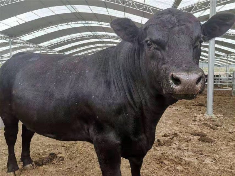肉牛成品牛优质肉牛犊全国免费运输买10送2包成活包技术