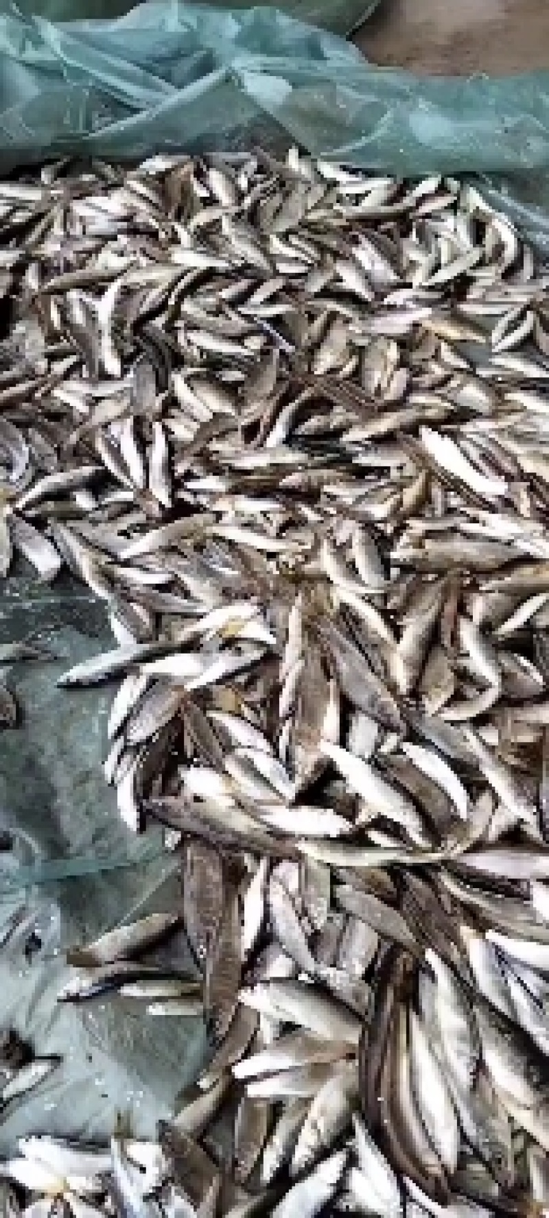 淡水鱼类