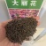 大丽花种子，大丽花种球大小丽花种子多年生宿根花卉种子