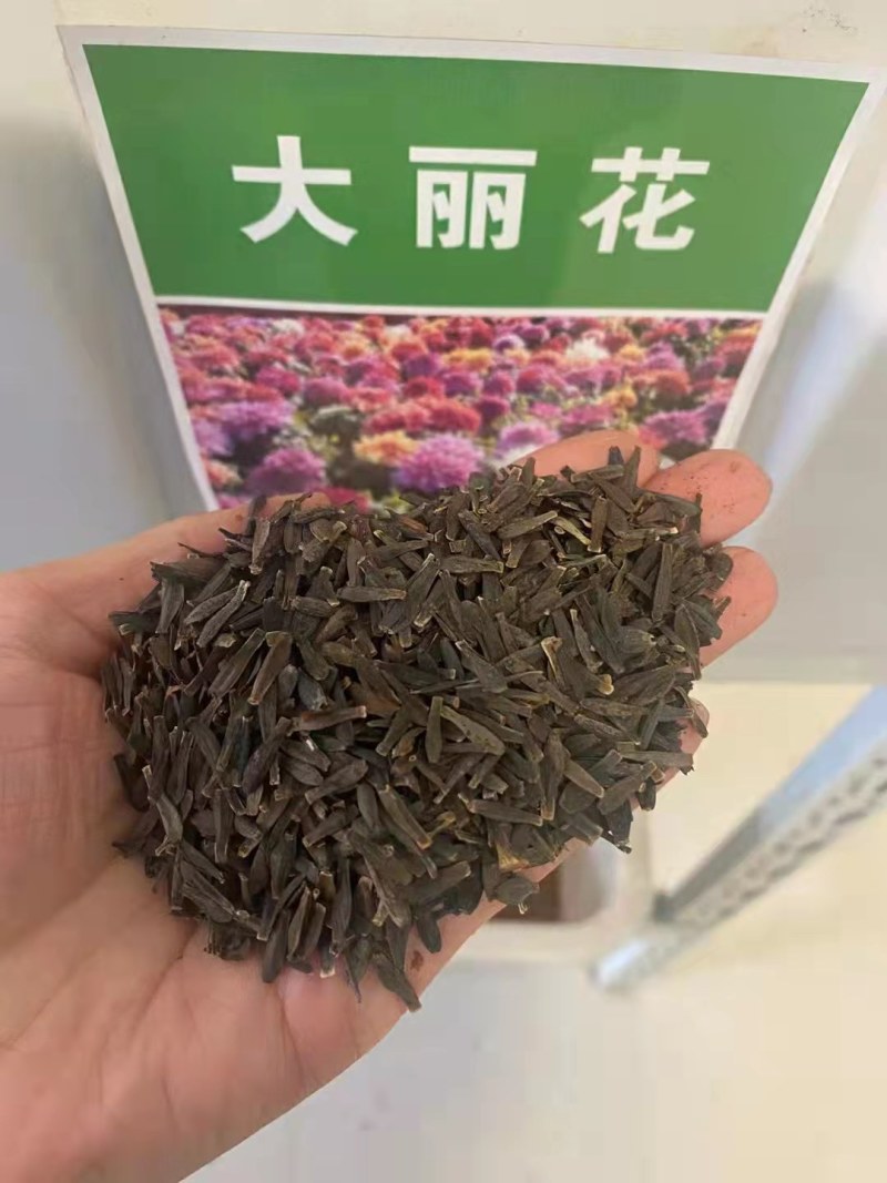 大丽花种子，大丽花种球大小丽花种子多年生宿根花卉种子
