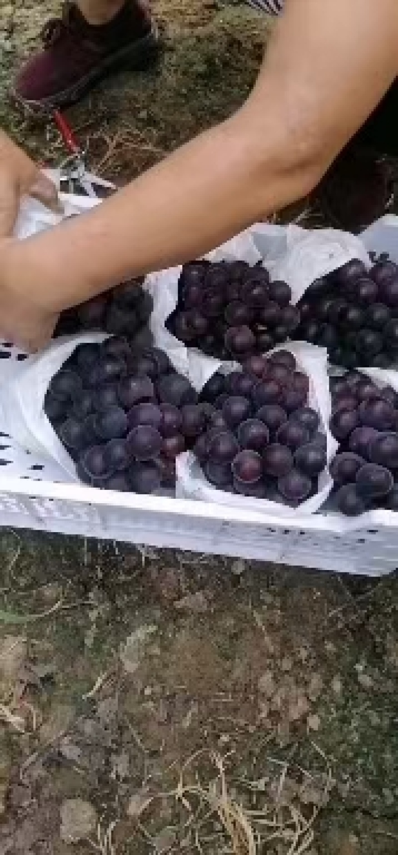 葡萄大量上市，需要的老板联系基地供应实力代办