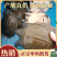 0.3斤到0.8斤黑花外塘鱼苗，精品好看