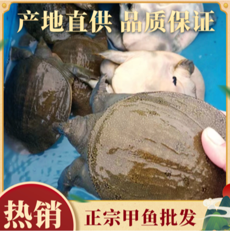 0.3斤到0.8斤黑花外塘鱼苗，精品好看