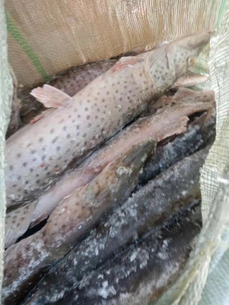 黑斑狗鱼1---2.5斤