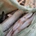 黑斑狗鱼1---2.5斤