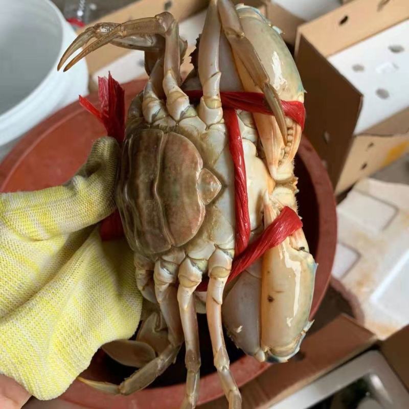 缅甸青蟹，锯缘青蟹铁蟹，膏蟹，冻蟹批发，酒店专业配送