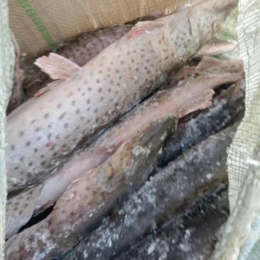 黑斑狗鱼1---2.5斤