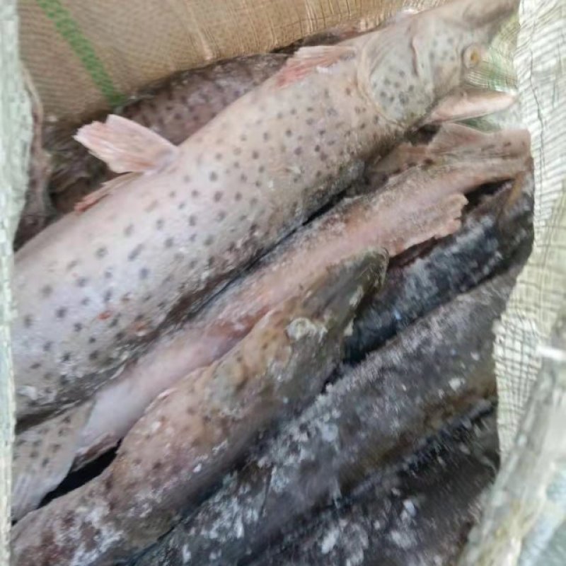 黑斑狗鱼1---2.5斤