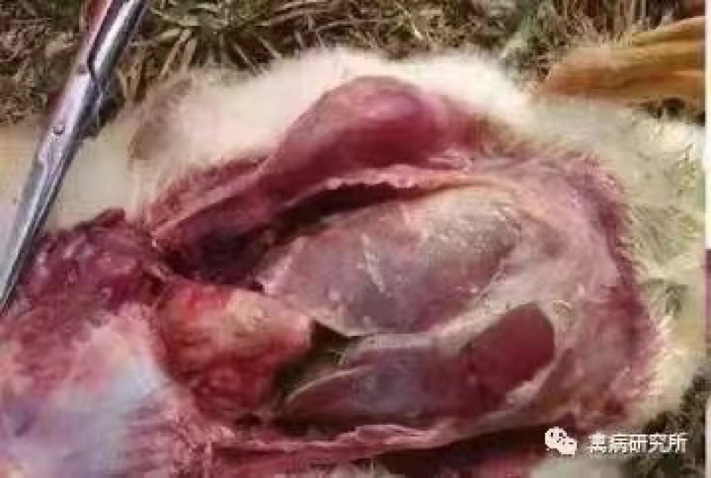 国标氟苯尼考副猪胸膜肺炎巴氏杆菌呼吸道