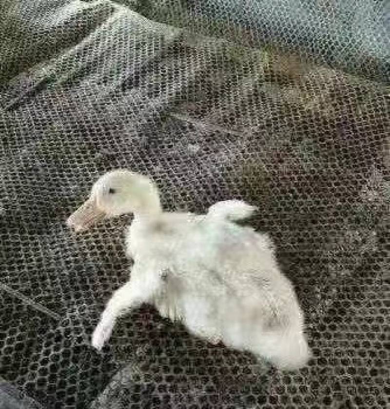 国标氟苯尼考副猪胸膜肺炎巴氏杆菌呼吸道