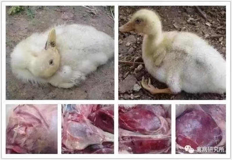 国标氟苯尼考副猪胸膜肺炎巴氏杆菌呼吸道