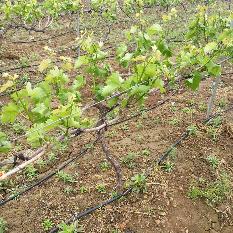 葡萄苗阳光玫瑰夏黑巨峰蓝宝石占地葡萄树