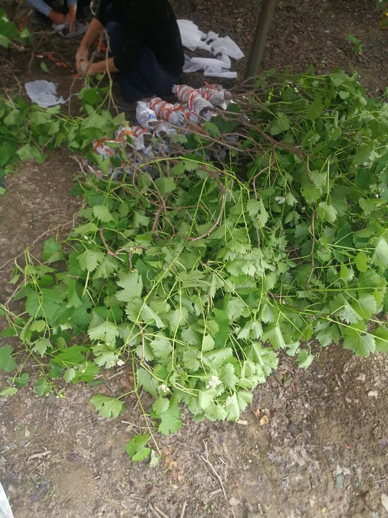 葡萄苗阳光玫瑰夏黑巨峰蓝宝石占地葡萄树