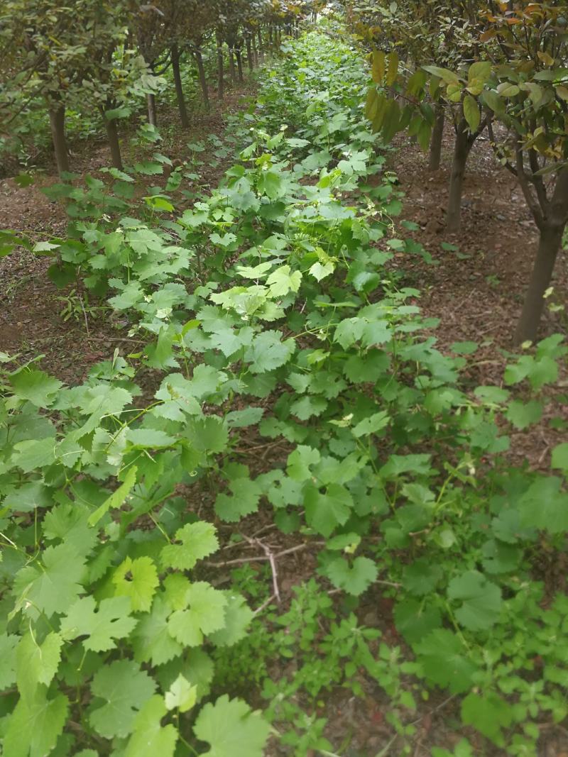 葡萄苗阳光玫瑰夏黑巨峰蓝宝石占地葡萄树