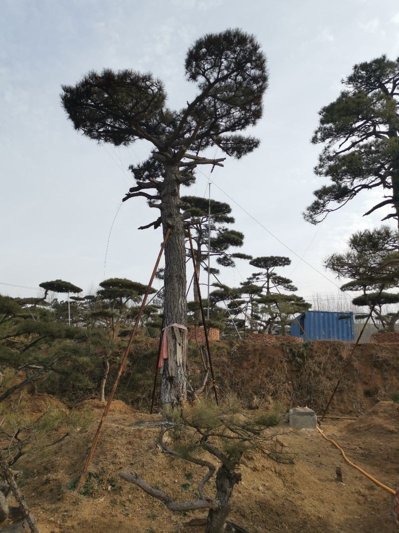 造型油松造型黑松各种园林绿化景观松迎客松