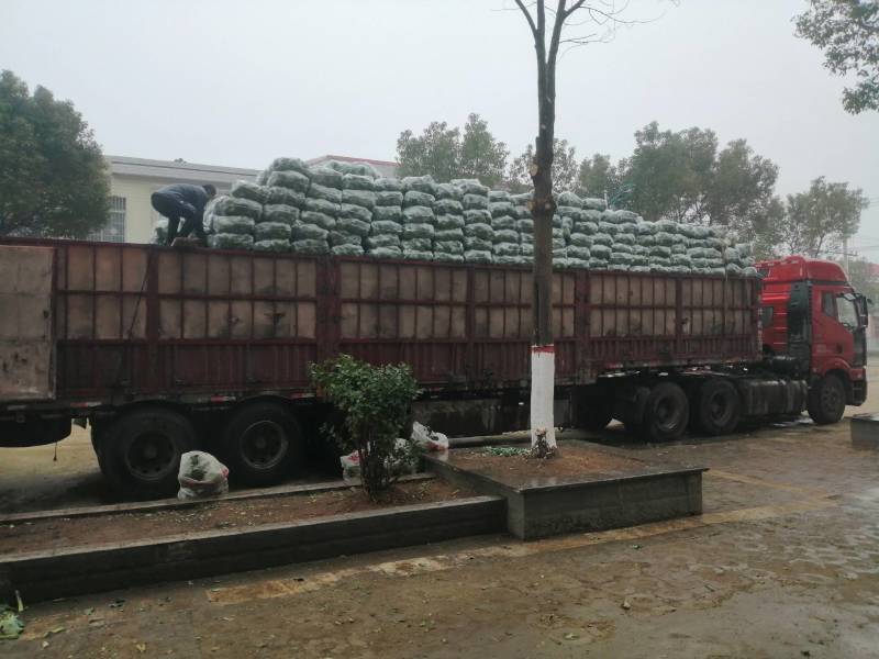 西兰花大量上市了全国供货超市质优价廉货源充足