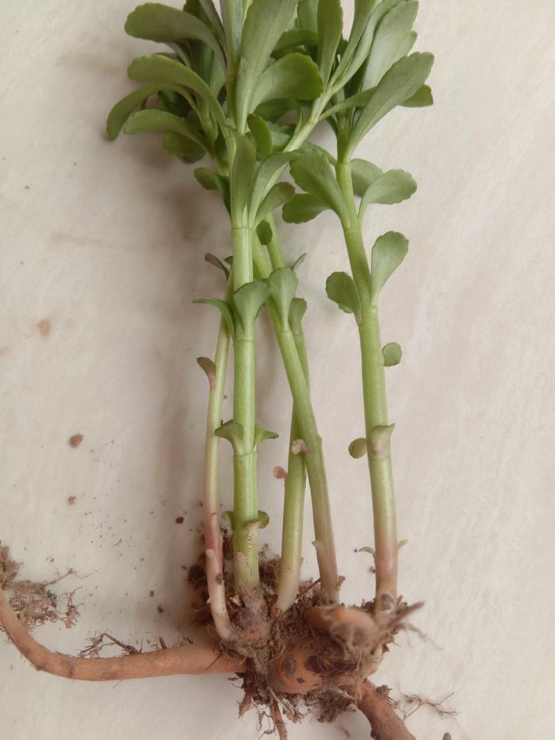救心菜养心菜