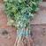 供应黄花梨树苗，正宗海南黄花梨树苗高度30-150厘米