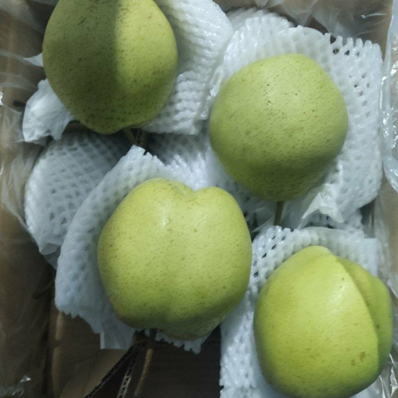 沃吉鲜赵县雪花梨果型好、果面特别干净，青白色，